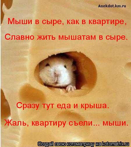 Котоматрица: Мыши в сыре, как в квартире, Славно жить мышатам в сыре. Сразу тут еда и крыша. Жаль, квартиру съели... мыши.