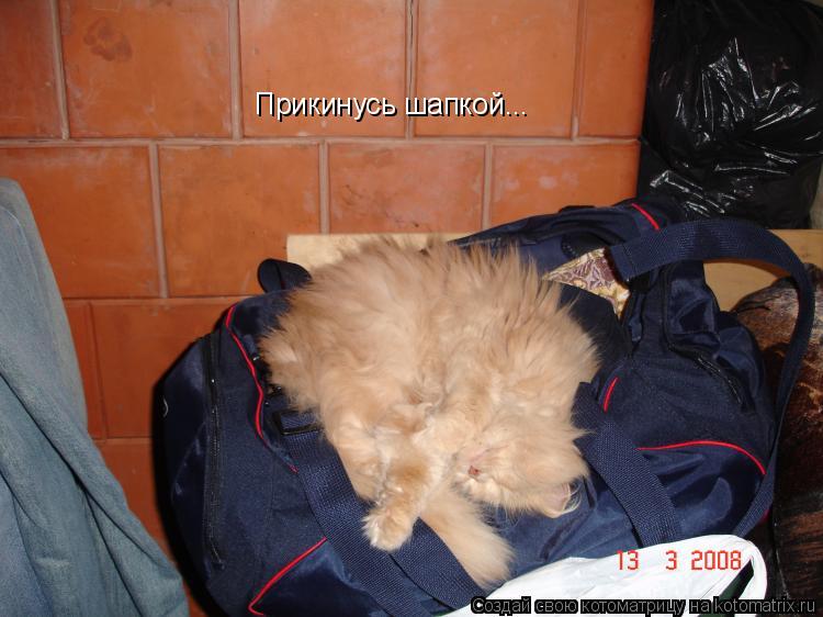 Прикинусь шапкой...... Котоматрица: Прикинусь шапкой...