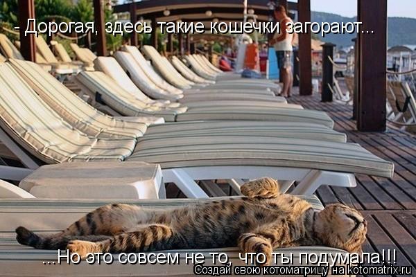 - Дорогая, здесь такие кошечки загорают... ...Но это совсем не то, что ты подумала!!!... Котоматрица: - Дорогая, здесь такие кошечки загорают... ...Но это совсем не то, что ты подумала!!!