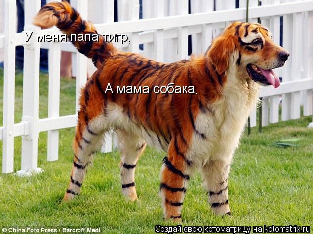 У меня папа тигр, А мама собака .... Котоматрица: У меня папа тигр, А мама собака .