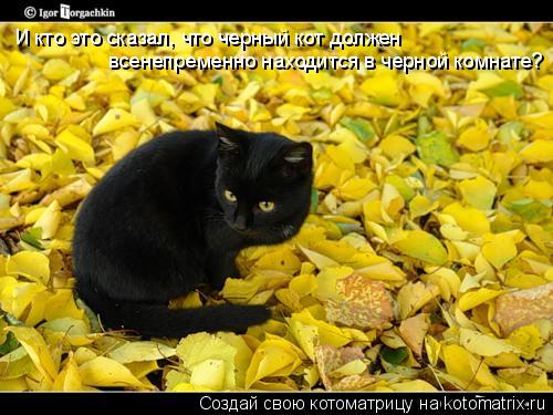 И кто это сказал, что черный кот должен всенепременно находится в черной комнате?... Котоматрица: И кто это сказал, что черный кот должен всенепременно находится в черной комнате?