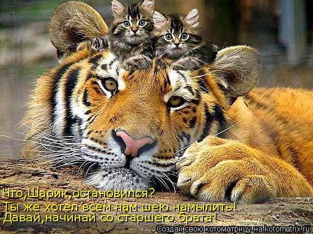 Котоматрица: Что,Шарик,остановился? Ты же хотел всем нам шею намылить! Давай,начинай со старшего брата!