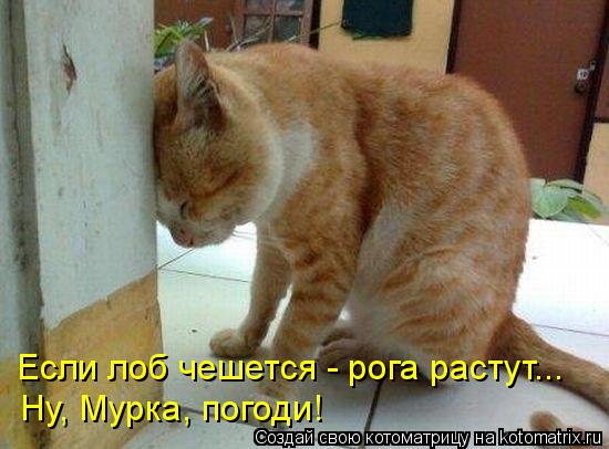 Если лоб чешется - рога растут... Ну, Мурка, погоди!... Котоматрица: Если лоб чешется - рога растут... Ну, Мурка, погоди!