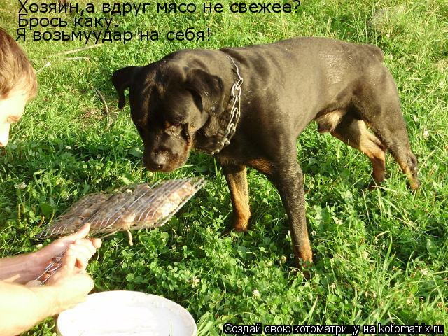 Котоматрица: Хозяин,а вдруг мясо не свежее? Брось каку. Я возьмуудар на себя!