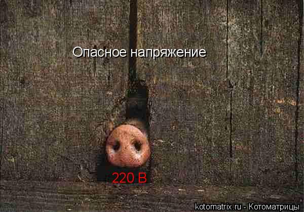 Котоматрица: Опасное напряжение 220 В