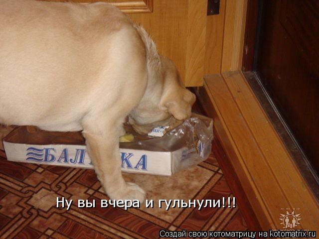 Котоматрица: Ну вы вчера и гульнули!!!