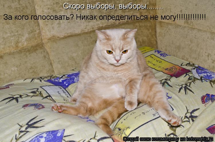 Котоматрица: За кого голосовать? Никак определиться не могу!!!!!!!!!!!!! Скоро выборы, выборы........