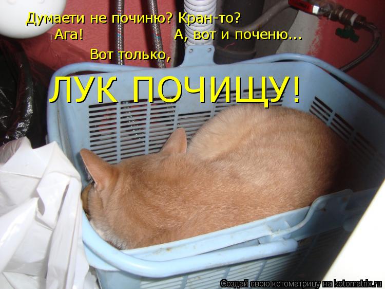 Котоматрица: Думаети не починю? Кран-то? Ага!                   А, вот и поченю... Вот только, ЛУК ПОЧИЩУ!