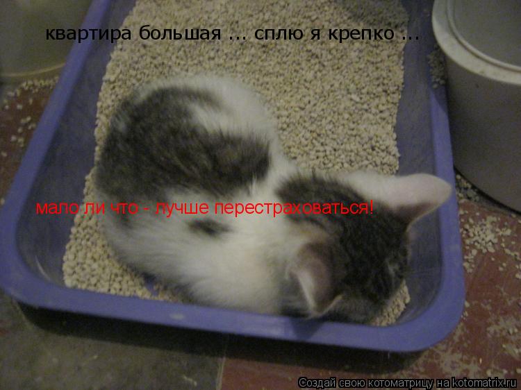 Котоматрица: мало ли что - лучше перестраховаться! квартира большая ... сплю я крепко ...