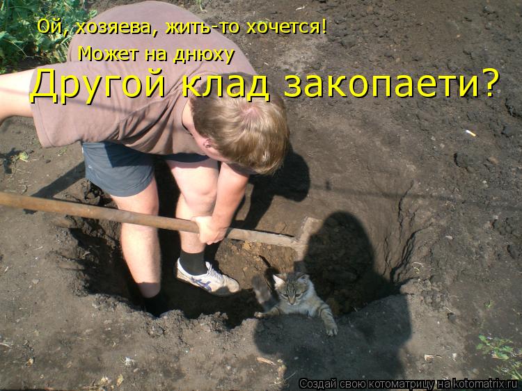 Котоматрица: Ой, хозяева, жить-то хочется! Может на днюху Другой клад закопаети?