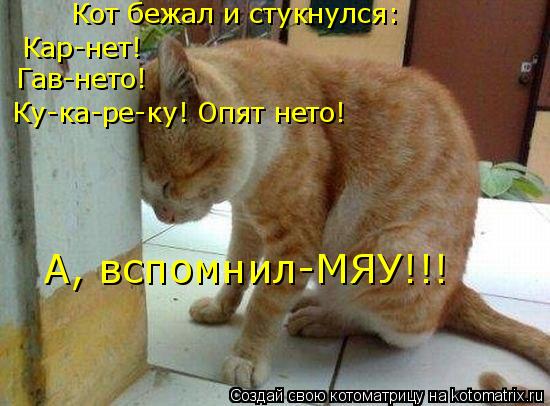 Котоматрица: Кот бежал и стукнулся: Кар-нет! Гав-нето!  Ку-ка-ре-ку! Опят нето! А, вспомнил-МЯУ!!!