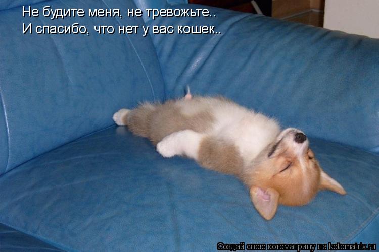 Не будите меня, не тревожьте.. И спасибо, что нет у вас кошек..... Котоматрица: Не будите меня, не тревожьте.. И спасибо, что нет у вас кошек..