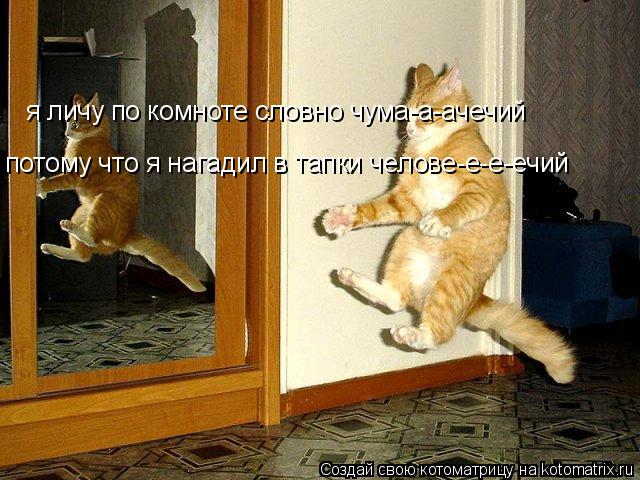 Котоматрица: я личу по комноте словно чума-а-ачечий потому что я нагадил в тапки челове-е-е-ечий