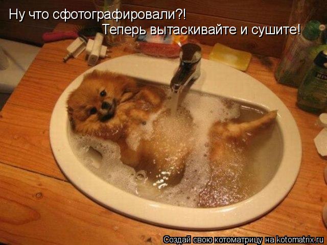 Котоматрица: Ну что сфотографировали?! Теперь вытаскивайте и сушите!