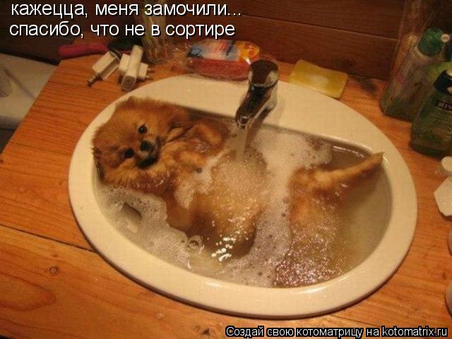 Котоматрица: кажецца, меня замочили... спасибо, что не в сортире