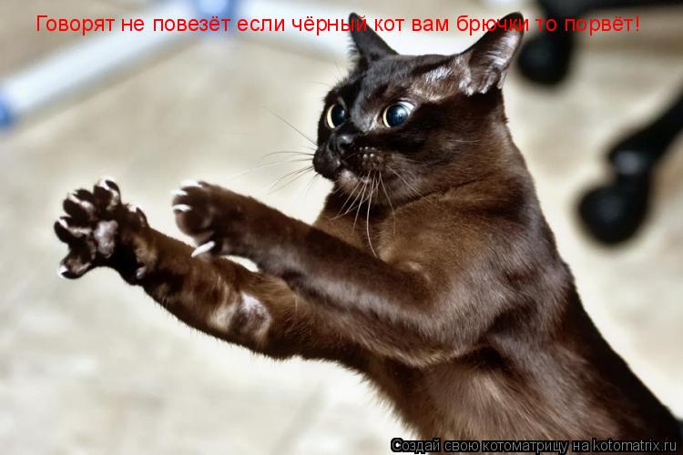 Котоматрица: Говорят не повезёт если чёрный кот вам брючки то порвёт!