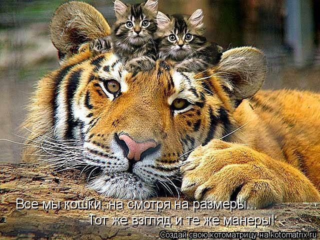 Котоматрица: Все мы кошки, на смотря на размеры... Тот же взгляд и те же манеры!