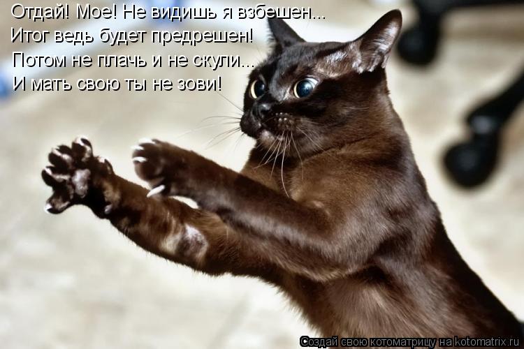 Котоматрица: Отдай! Мое! Не видишь я взбешен...  Итог ведь будет предрешен! Потом не плачь и не скули... И мать свою ты не зови!
