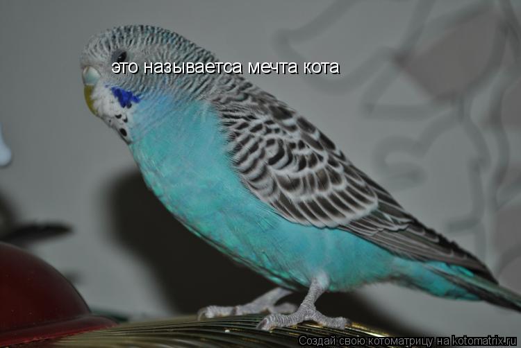 Котоматрица: это называетса мечта кота