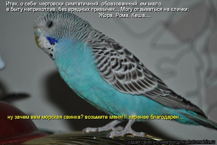 Котоматрица: Итак, о себе: чертовски симпатичный, образованный, ем мало,  в быту неприхотлив, без вредных привычек... Могу отзываться на клички: Жора, Рома, 