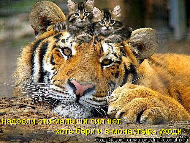 Котоматрица: надоели эти малыши сил нет.  хоть бери и в монастырь уходи