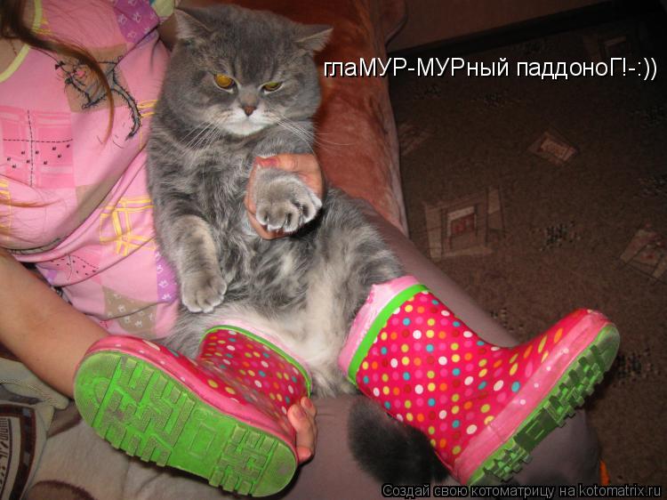 Котоматрица: глаМУР-МУРный паддоноГ!-:))