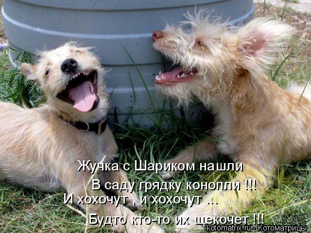 Котоматрица: Жучка с Шариком нашли В саду грядку конопли !!! И хохочут , и хохочут ... Будто кто-то их щекочет !!!