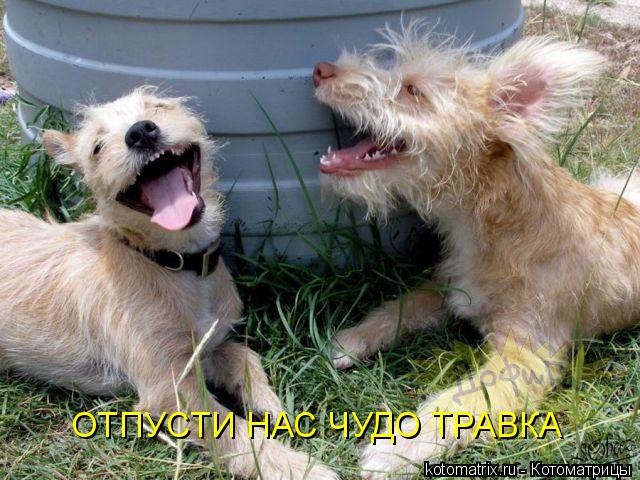 Котоматрица: ОТПУСТИ НАС ЧУДО ТРАВКА