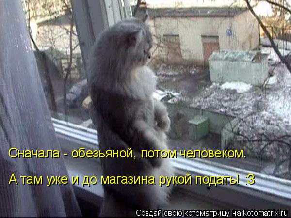 Котоматрица: Сначала - обезьяной, потом человеком. А там уже и до магазина рукой подать! :З