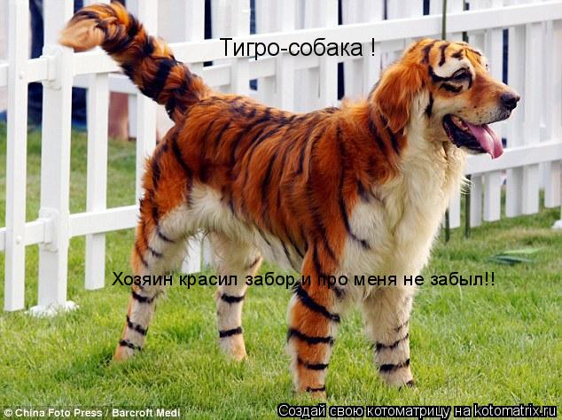 Тигро-собака ! Хозяин красил забор и про меня не забыл!!... Котоматрица: Тигро-собака ! Хозяин красил забор и про меня не забыл!!