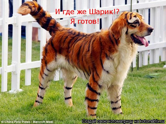 И где же Шарик!? Я готов!... Котоматрица: И где же Шарик!? Я готов!