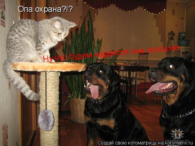 Опа охрана?!? Ну что будем надеятся они хорошие... Котоматрица: Опа охрана?!? Ну что будем надеятся они хорошие