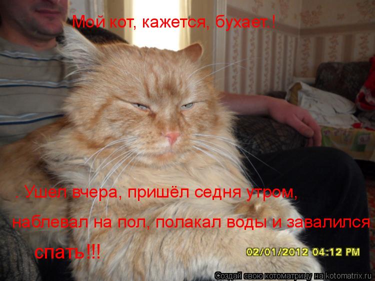Мой кот, кажется, бухает.! . Ушел вчера, пришёл седня утром, наблевал на пол, полакал воды и завалил... Котоматрица: Мой кот, кажется, бухает.! . Ушел вчера, пришёл седня утром, наблевал на пол, полакал воды и завалился спать!!!