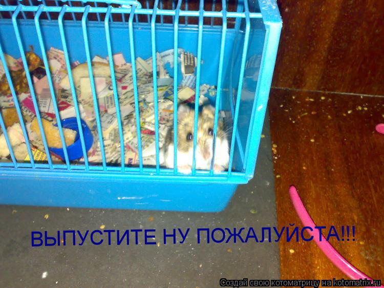 ВЫПУСТИТЕ НУ ПОЖАЛУЙСТА!!!... Котоматрица: ВЫПУСТИТЕ НУ ПОЖАЛУЙСТА!!!