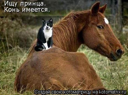Ищу принца. Конь имеется.... Котоматрица: Ищу принца. Конь имеется.