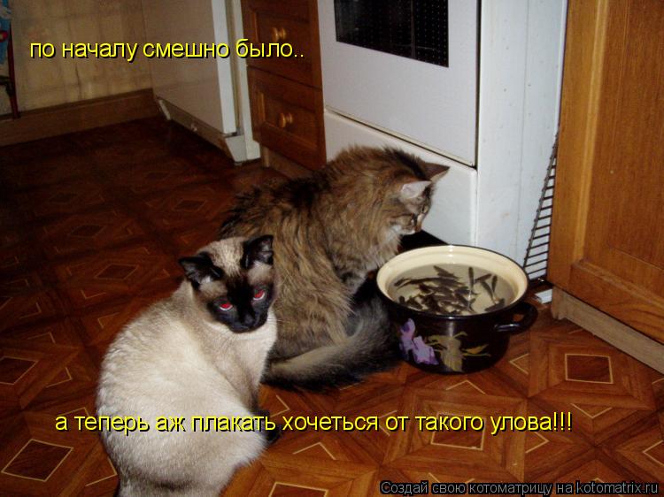 по началу смешно было.. а теперь аж плакать хочеться от такого улова!!!... Котоматрица: по началу смешно было.. а теперь аж плакать хочеться от такого улова!!!
