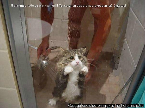 Я отомщю тебе за это хозяин!!! Ты со мной вместе кастрированный будешь!... Котоматрица: Я отомщю тебе за это хозяин!!! Ты со мной вместе кастрированный будешь!