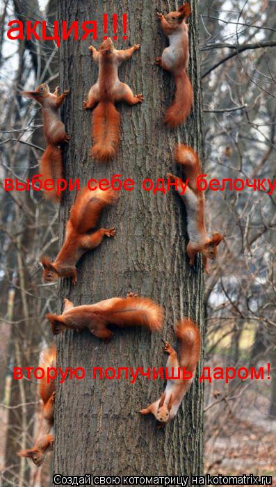 акция!!! выбери себе одну белочку, вторую получишь даром!... Котоматрица: акция!!! выбери себе одну белочку, вторую получишь даром!
