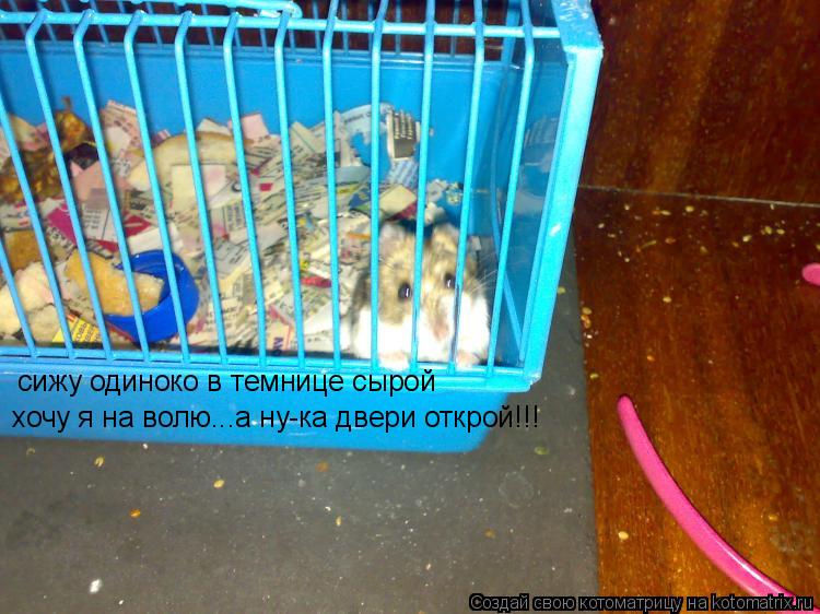 сижу одиноко в темнице сырой хочу я на волю...а ну-ка двери открой!!!... Котоматрица: сижу одиноко в темнице сырой хочу я на волю...а ну-ка двери открой!!!