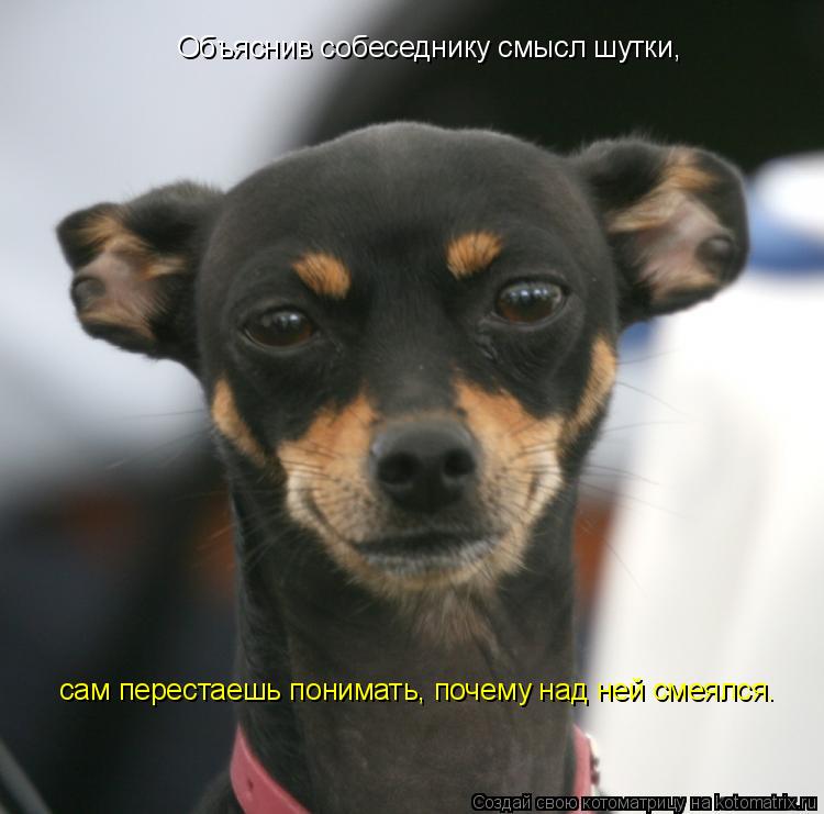 Объяснив собеседнику смысл шутки, сам перестаешь понимать, почему над ней смеялся.... Котоматрица: Объяснив собеседнику смысл шутки, сам перестаешь понимать, почему над ней смеялся.