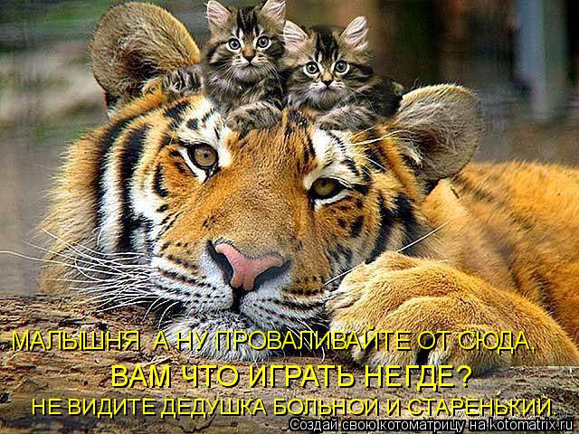 МАЛЫШНЯ А НУ ПРОВАЛИВАЙТЕ ОТ СЮДА, ВАМ ЧТО ИГРАТЬ НЕГДЕ? НЕ ВИДИТЕ ДЕДУШКА БОЛЬНОЙ И СТАРЕНЬКИЙ.... Котоматрица: МАЛЫШНЯ А НУ ПРОВАЛИВАЙТЕ ОТ СЮДА, ВАМ ЧТО ИГРАТЬ НЕГДЕ? НЕ ВИДИТЕ ДЕДУШКА БОЛЬНОЙ И СТАРЕНЬКИЙ.