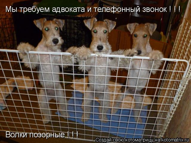 Мы требуем адвоката и телефонный звонок ! ! ! Волки позорные ! ! !... Котоматрица: Мы требуем адвоката и телефонный звонок ! ! ! Волки позорные ! ! !