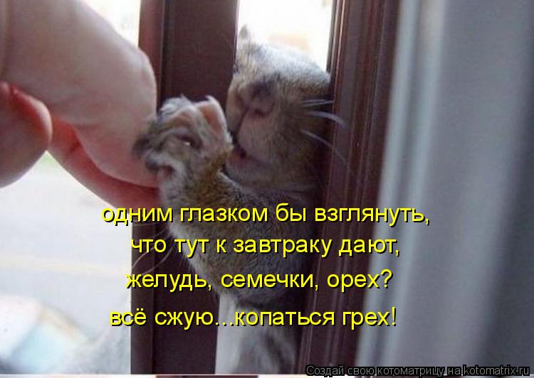 что тут к завтраку дают, желудь, семечки, орех? всё сжую...копаться грех! одним глазком бы взглянуть,... Котоматрица: что тут к завтраку дают, желудь, семечки, орех? всё сжую...копаться грех! одним глазком бы взглянуть,