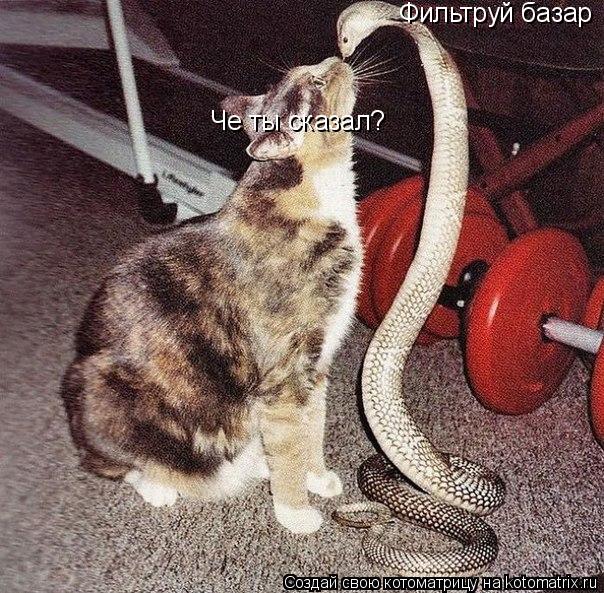 Фильтруй базар Че ты сказал?... Котоматрица: Фильтруй базар Че ты сказал?