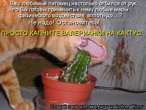 Ваш любимый питомец настолько отбился от рук, что Вы готовы применить к нему любые меры физического ... Котоматрица: Ваш любимый питомец настолько отбился от рук, что Вы готовы применить к нему любые меры физического воздействия, вплоть до... ? Не надо! Оста