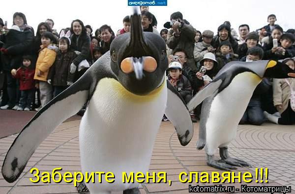 Заберите меня, славяне!!!... Котоматрица: Заберите меня, славяне!!!
