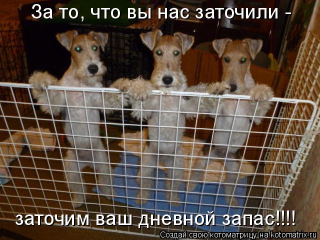 За то, что вы нас заточили - заточим ваш дневной запас!!!!... Котоматрица: За то, что вы нас заточили - заточим ваш дневной запас!!!!