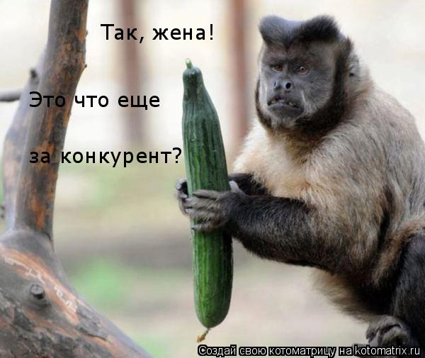 Так, жена! Это что еще за конкурент?... Котоматрица: Так, жена! Это что еще за конкурент?