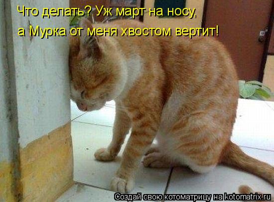 Что делать? Уж март на носу, а Мурка от меня хвостом вертит!... Котоматрица: Что делать? Уж март на носу, а Мурка от меня хвостом вертит!