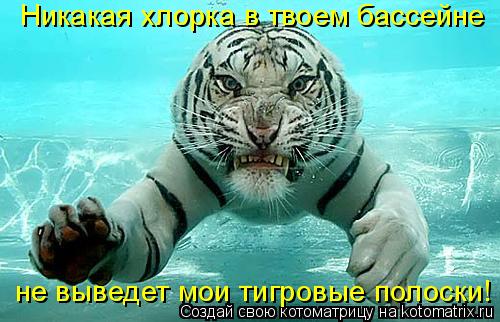 Никакая хлорка в твоем бассейне не выведет мои тигровые полоски!... Котоматрица: Никакая хлорка в твоем бассейне не выведет мои тигровые полоски!